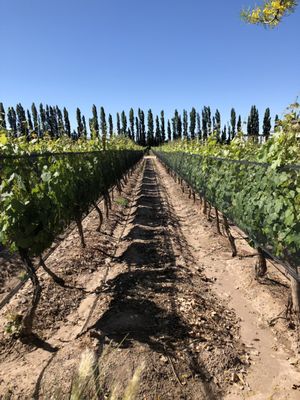 Casarena Bodega y Viñedos by null