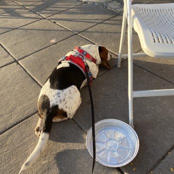 Casa Del Sol - Dog friendly and brought out water for my pup - Mexican Near Me - Nyack, New York Casa Del Sol - Dog friendly and brought out water for my pup - Mexican Near Me - Nyack, New York