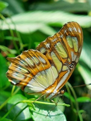 The Key West Butterfly and Nature Conservatory by null