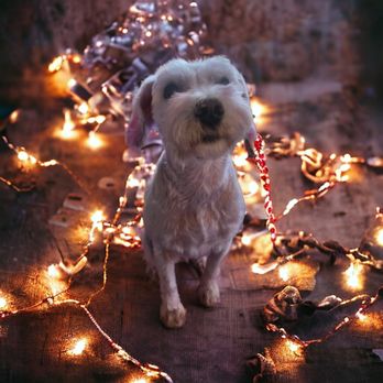 Hound Lounge - Pet Groomers Near Me - Lexington, North Carolina Hound Lounge - Pet Groomers Near Me - Lexington, North Carolina