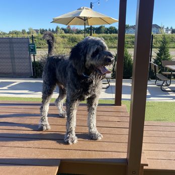The Hounds & Tap - Pet Boarding Near Me - Menomonee Falls, Wisconsin The Hounds & Tap - Pet Boarding Near Me - Menomonee Falls, Wisconsin