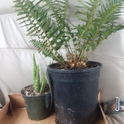 Four Seasons Nursery