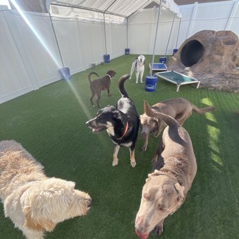 CAMP RUN-A-MUTT - Updated February 2026 - 71 Photos - 540 S Boulder Hwy