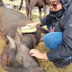 Ramini Mozzarella - Baby Buffalo pets are the best