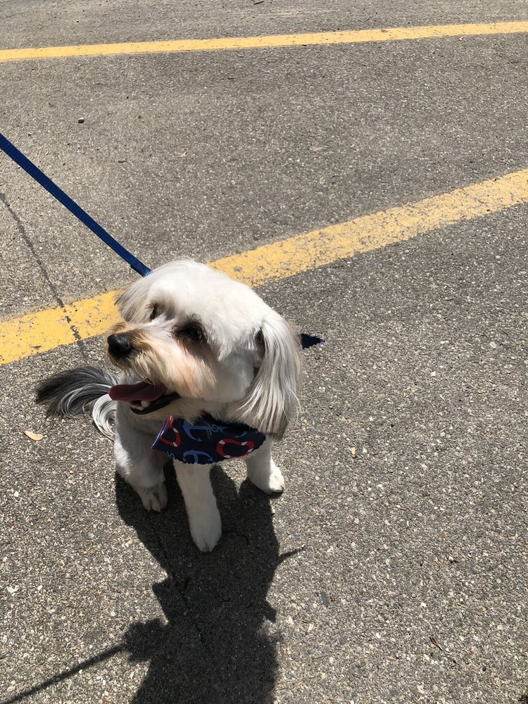 A TAIL’S A WAGGIN 1703 Spring Arbor Rd, Jackson, Michigan Pet