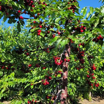 Papa's U-Pick Cherries - Pick Your Own Farms Near Me - Brentwood, California Papa's U-Pick Cherries - Pick Your Own Farms Near Me - Brentwood, California