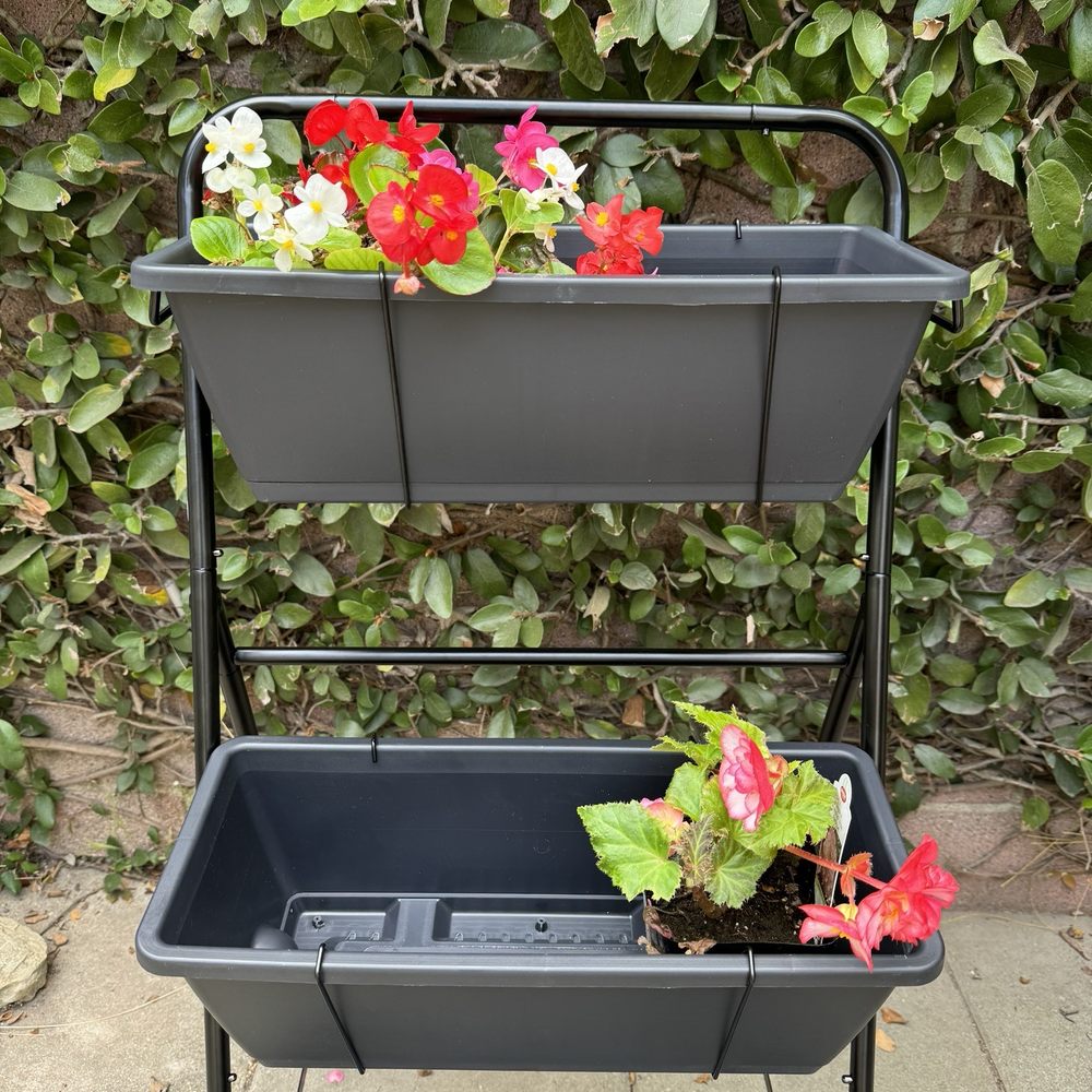 Begonias Begonias