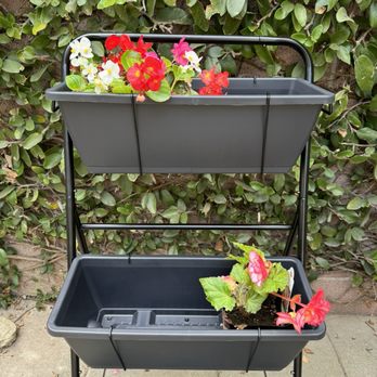 International Garden Center - Begonias - Nurseries & Gardening Near Me - El Segundo, California International Garden Center - Begonias - Nurseries & Gardening Near Me - El Segundo, California