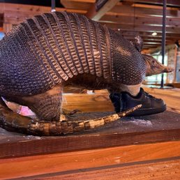 Armadillo! Armadillo!