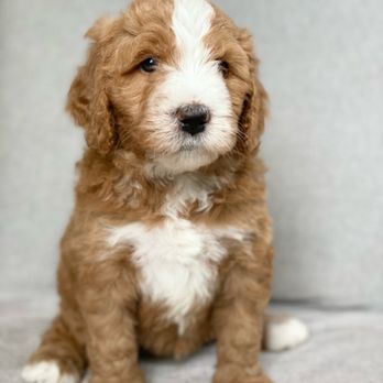 Barking Blessings - Pet Breeders Near Me Barking Blessings - Pet Breeders Near Me