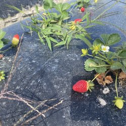 Pappy's Patch U-Pick Strawberries