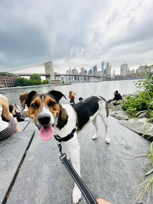 Pebble Beach by null