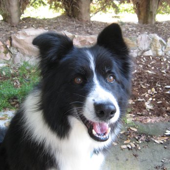 Granite Bay Kennel - Thank you Conrad, Cristine & staff for taking care of Polly over the years whether I was on vacation, during 4th of July or News Years Eve. - Pet Sitting Near Me - Granite Bay, California