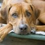 Photo of Best Friends Hundeschule Angela Pfennig