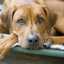 Best Friends Hundeschule Angela Pfennig