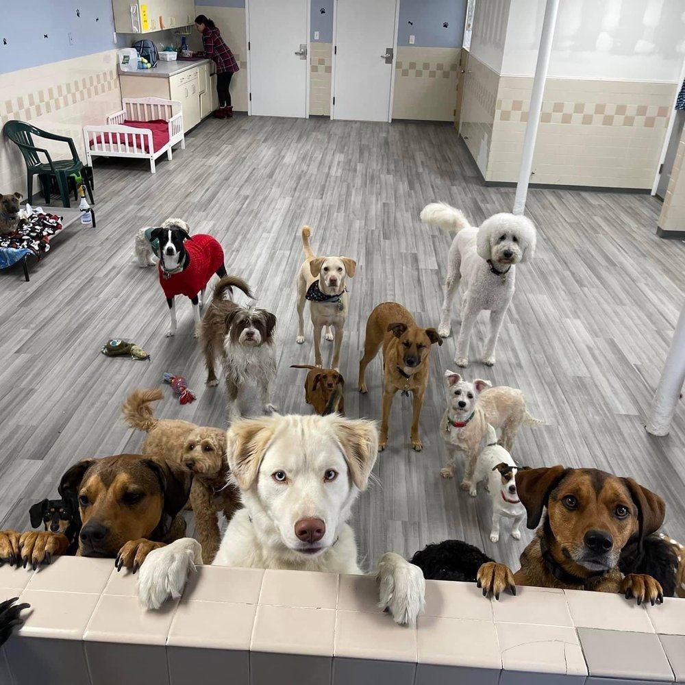 DOTTIES DOGGY DAYCARE AND GROOMING Request an Appointment 14 Blake