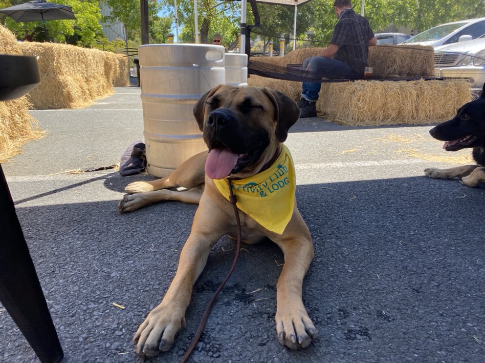 K9 Activity Club & Lodge