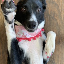 petco dog grooming near me