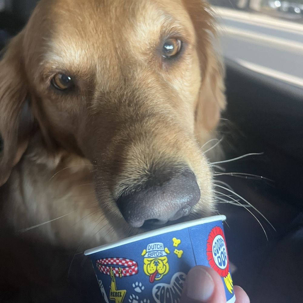 Dutch Bros Coffee - My dog enjoyed his first pup cup from Dutch bros - Coffee & Tea Near Me - Visalia, California Dutch Bros Coffee - My dog enjoyed his first pup cup from Dutch bros - Coffee & Tea Near Me - Visalia, California