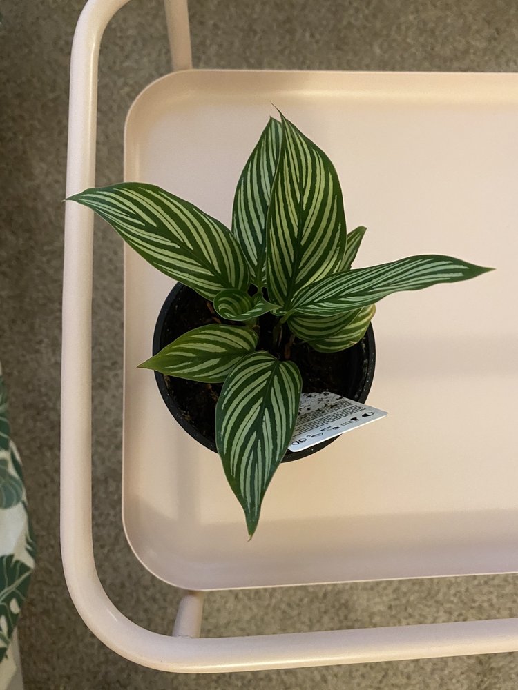 GREEN FIELDS NURSERY & LANDSCAPING COMPANY 28 Photos & 42 Reviews