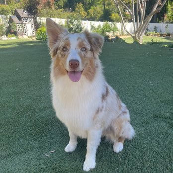 Bobby’s Pet Grooming - Kylo right after we got home - Pet Groomers Near Me - Poway, California