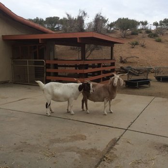 Farm Sanctuary - This is the yard where the goats live - Animal Shelters Near Me - Acton, California Farm Sanctuary - This is the yard where the goats live - Animal Shelters Near Me - Acton, California