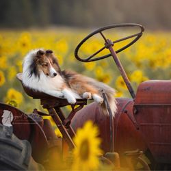 Asgard Shelties