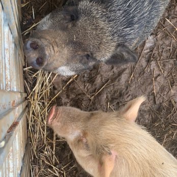 LAWRENCE Lovestock - Petting Zoos Near Me - Kahaluu, Hawaii
