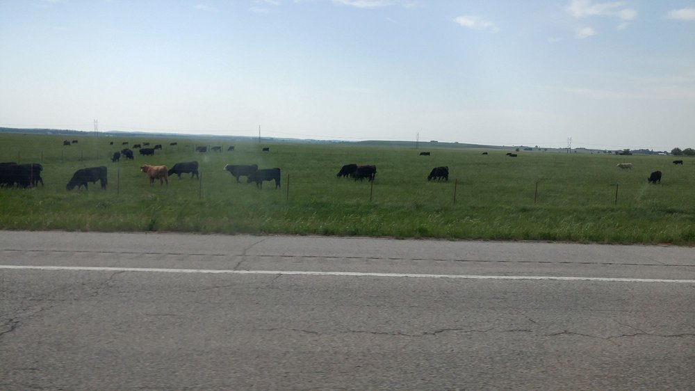 NEOSHO FARMS RED ANGUS Updated August 2024 RR 1 Box 126, South West
