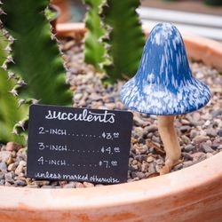 Sugar's Succulents