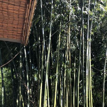 Houston Bamboo Nursery - Nurseries & Gardening Near Me - Houston, Texas
