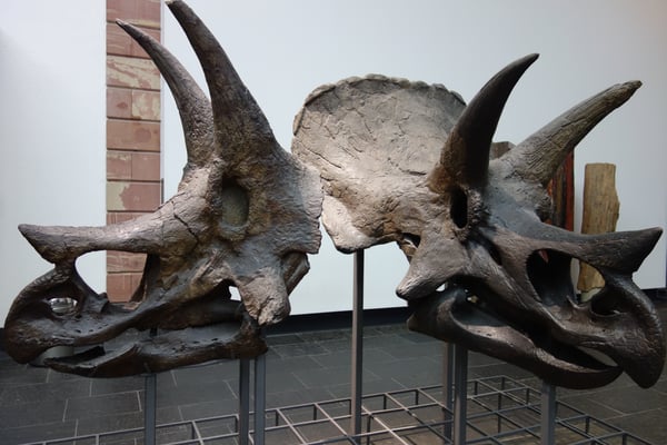 Senckenberg Nature Museum by null