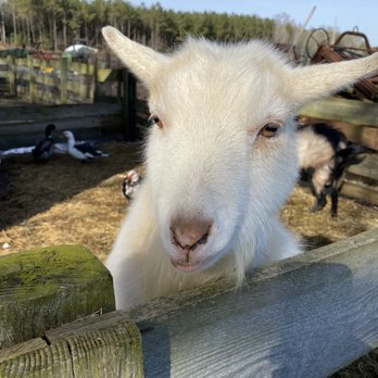 Queen Hive Farm - Out favorite goat - Horseback Riding Near Me - Assawoman, Virginia Queen Hive Farm - Out favorite goat - Horseback Riding Near Me - Assawoman, Virginia
