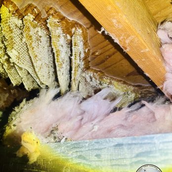 Lizard Lick Pest Control - Beehive in the attic insulation removal - Pest Control Near Me Lizard Lick Pest Control - Beehive in the attic insulation removal - Pest Control Near Me