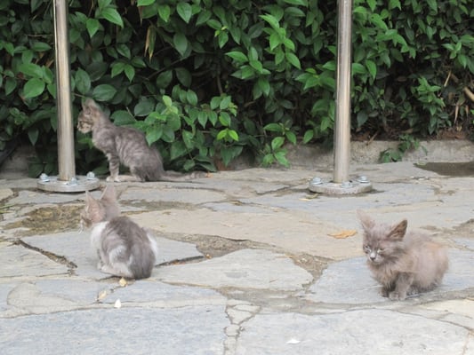 Dolmabahçe Palace by null