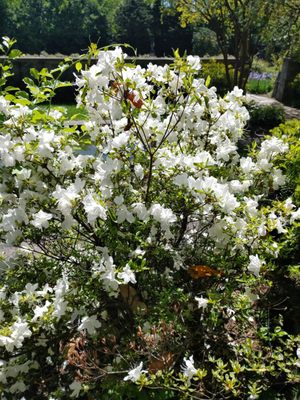 Marian Coffin Gardens at Gibraltar by null