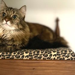 The Cat's Meow Inn - Hana is now asking for one of those memory foam beds here at home.