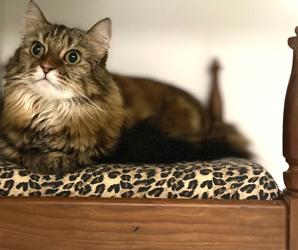 The Cat's Meow Inn - pet boarding facility in Honolulu, HI