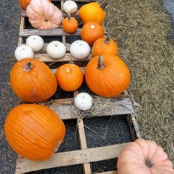 Poinciana United Methodist Church - Halloween pumpkin patch