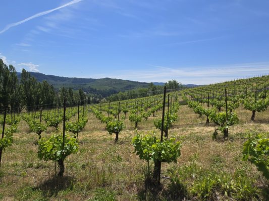 Analemma Wines by null