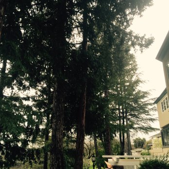 Foliage Unlimited - ..with a 2nd Redwood Tree leaning toward the house.. - Tree Services Near Me Foliage Unlimited - ..with a 2nd Redwood Tree leaning toward the house.. - Tree Services Near Me