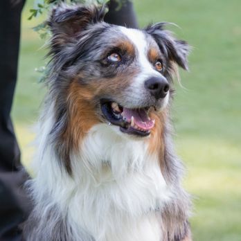 ALL4K9 - Pet Sitting Near Me - Cary, Illinois