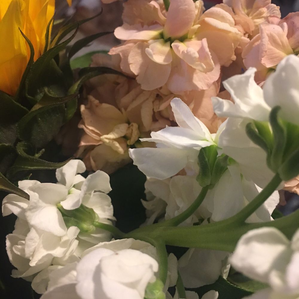 Magnolia Flowers - Fresh - Florists Near Me - Riverside, California