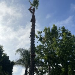 Alberto's Tree Trimming