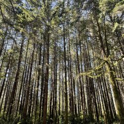 Banner Forest Heritage Park