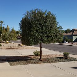 Urgent Care Tree & Lawn