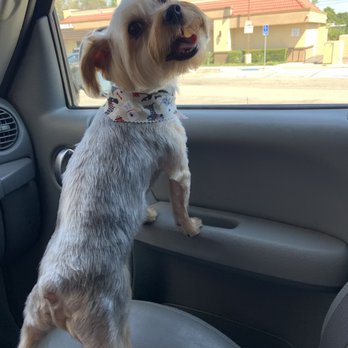 Pucci Pets - King - Pet Groomers Near Me - Los Angeles, California