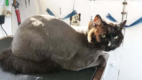 clean paws mobile grooming