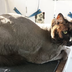 Clean Paws Mobile Grooming Salon - Cats love mobile grooming....because there are no barking dogs!
