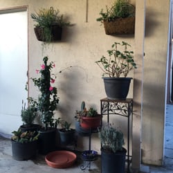 Stanfor Nursery - Succulents.